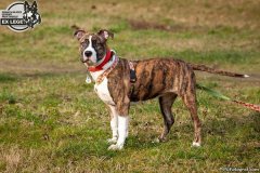 phoca_thumb_l_IMG_1300_resize