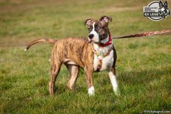 phoca_thumb_l_IMG_1305_resize
