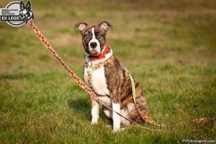 phoca_thumb_l_IMG_1329_resize