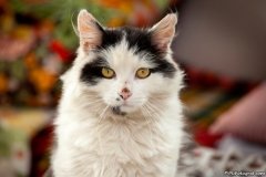 phoca_thumb_l_04_IMG_3340_resize