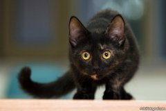 phoca_thumb_l_06_IMG_5455_resize