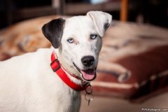 phoca_thumb_l_11_IMG_3656_resize