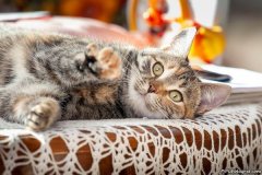 phoca_thumb_l_IMG_1737_resize