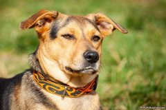 phoca_thumb_l_IMG_2560_resize