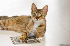 phoca_thumb_l_IMG_4172_resize