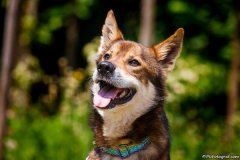 phoca_thumb_l_IMG_4297_resize