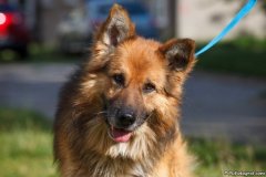 phoca_thumb_l_IMG_4322_resize