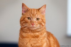 phoca_thumb_l_IMG_4370_resize