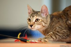 phoca_thumb_l_IMG_5367_resize