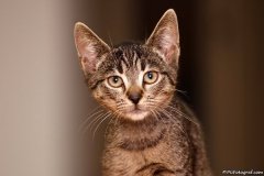 phoca_thumb_l_IMG_5489_resize