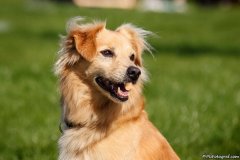 phoca_thumb_l_IMG_6339_resize