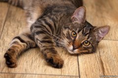 phoca_thumb_l_IMG_7009_resize