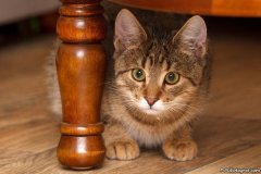 phoca_thumb_l_IMG_7013_resize