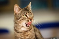 phoca_thumb_l_IMG_7260_resize