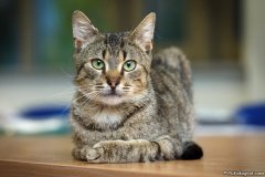 phoca_thumb_l_IMG_7270_resize