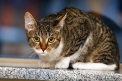 phoca_thumb_l_IMG_7472_resize