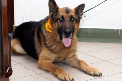 phoca_thumb_l_IMG_0015_resize