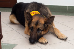 phoca_thumb_l_IMG_0016_resize