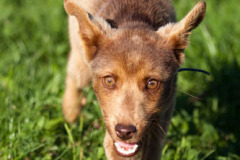 phoca_thumb_l_IMG_8485_resize