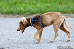 phoca_thumb_l_IMG_8487_resize