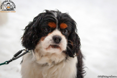 Część zwierzaków Fundacji Wzajemnie Pomocni