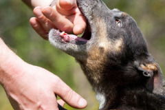 phoca_thumb_l_IMG_4696_resize