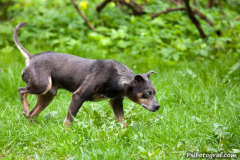 phoca_thumb_l_IMG_4726_resize