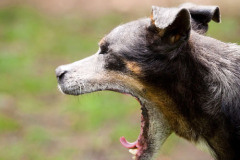 phoca_thumb_l_IMG_4734_resize