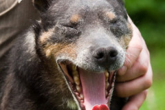 phoca_thumb_l_IMG_4739_resize