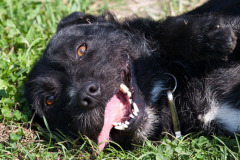 phoca_thumb_l_IMG_8226_resize
