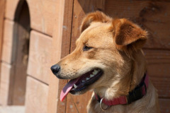 phoca_thumb_l_IMG_8281_resize