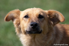 phoca_thumb_l_IMG_8305_resize