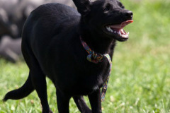phoca_thumb_l_IMG_8351_resize