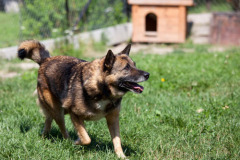 phoca_thumb_l_IMG_8386_resize