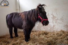 Kolejne zwierzaki Fundacji Wzajemnie Pomocni