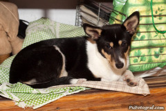 phoca_thumb_l_IMG_4347_resize