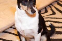 phoca_thumb_l_IMG_4364_resize