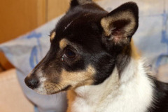 phoca_thumb_l_IMG_4366_resize