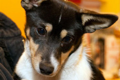 phoca_thumb_l_IMG_4368_resize