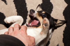 phoca_thumb_l_IMG_4370_resize