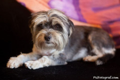 phoca_thumb_l_IMG_0109_600