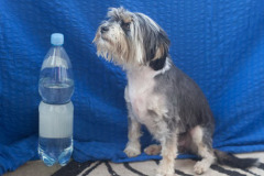 phoca_thumb_l_IMG_0122_600
