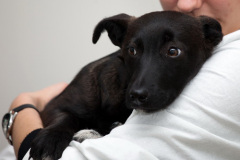 phoca_thumb_l_IMG_9972_resize