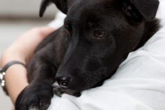 phoca_thumb_l_IMG_9982_resize
