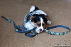 phoca_thumb_l_IMG_9399_resize