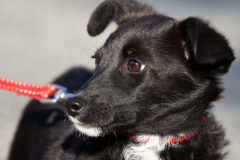 phoca_thumb_l_IMG_9422_resize