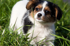 phoca_thumb_l_IMG_9465_resize
