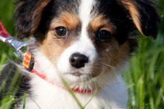 phoca_thumb_l_IMG_9468_resize