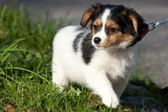phoca_thumb_l_IMG_9474_resize