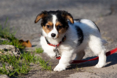 phoca_thumb_l_IMG_9478_resize